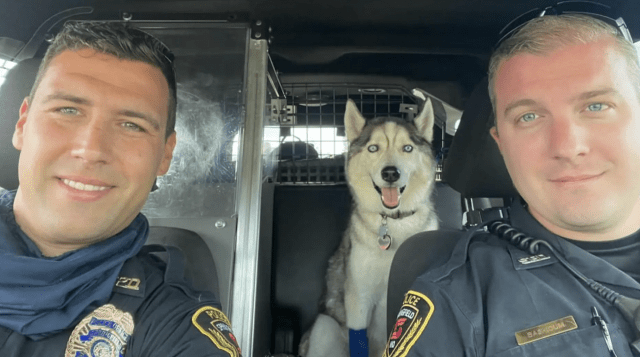 police rescue dog