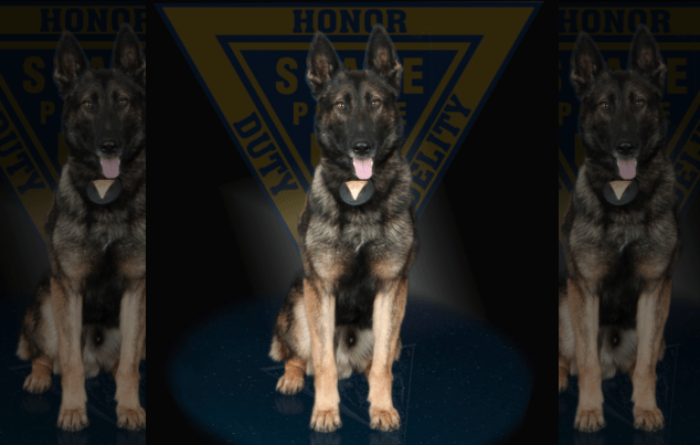 K9 Creed