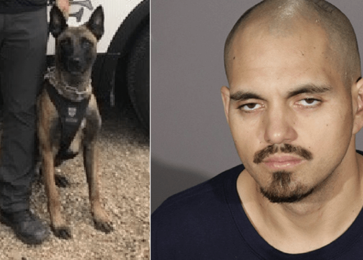 K9 Coda