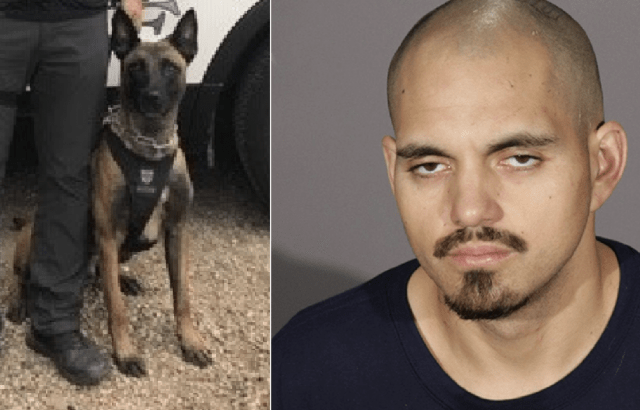 K9 Coda