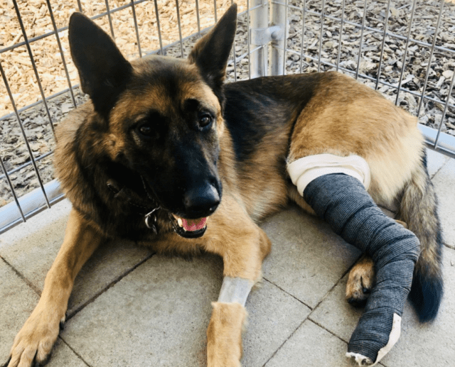 K9 Cezar