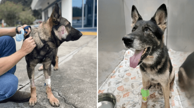 K9 Endo