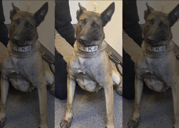 K9 Tito