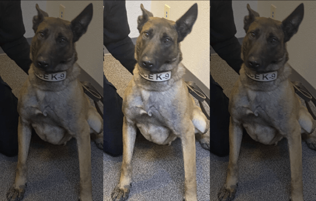 K9 Tito