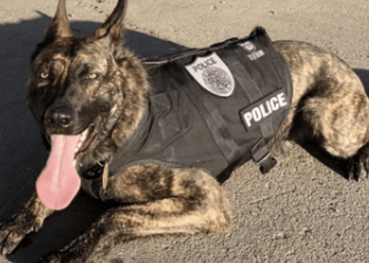 K9 Ranger