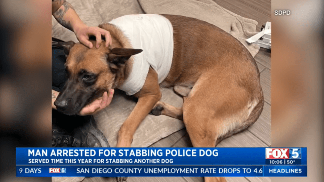 police K9