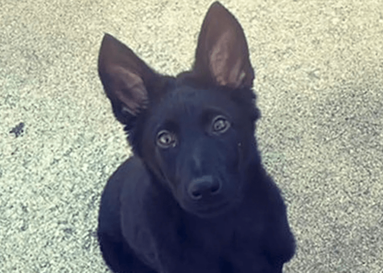German shepherd puppy