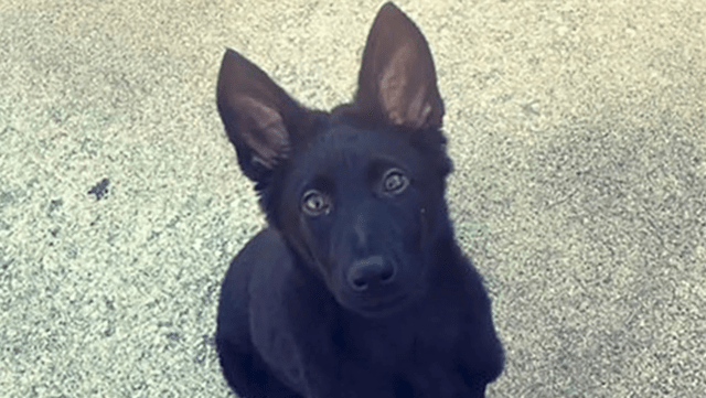 German shepherd puppy