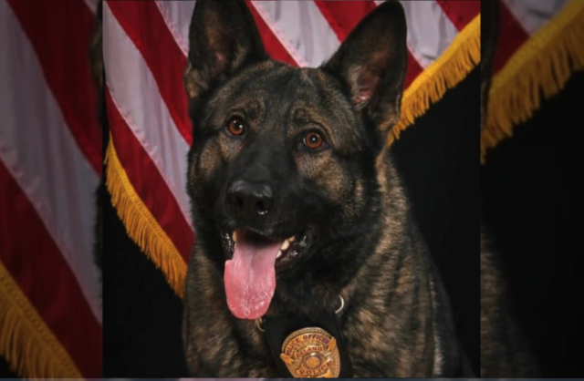 K9 Axel