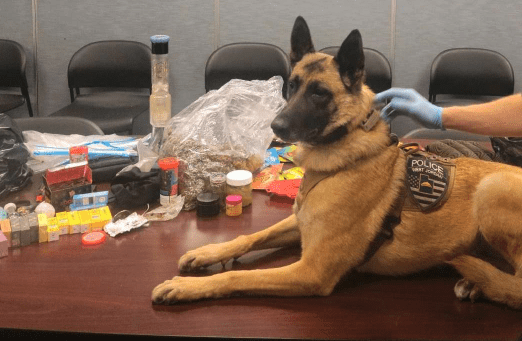 K9 Maya