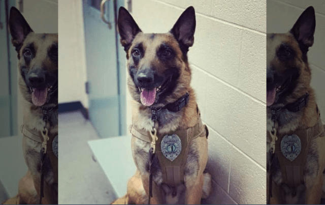 K9 Dash