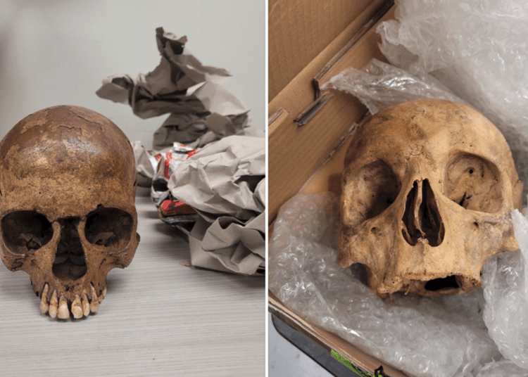 human skulls