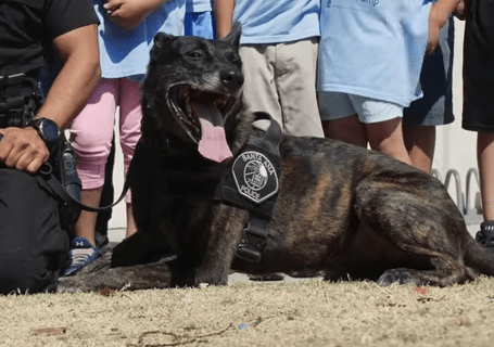 K9 Puskas
