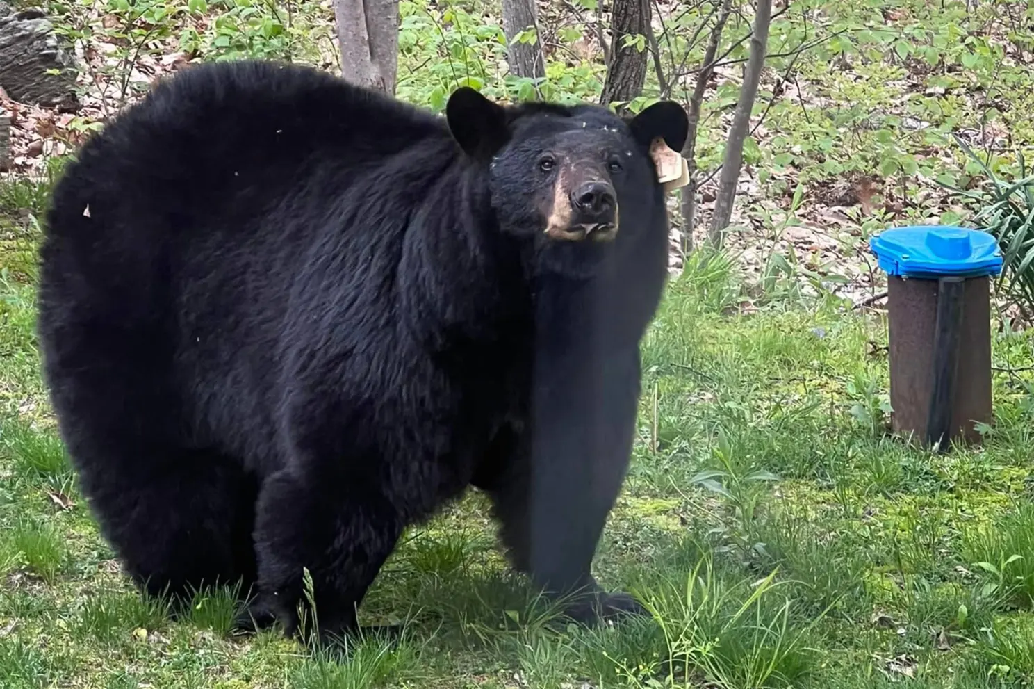 Source: Save Bobbi's Cubs/Facebook