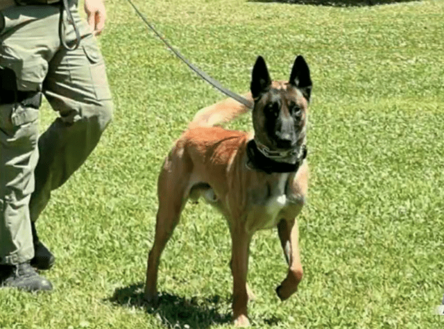 K9 Exo