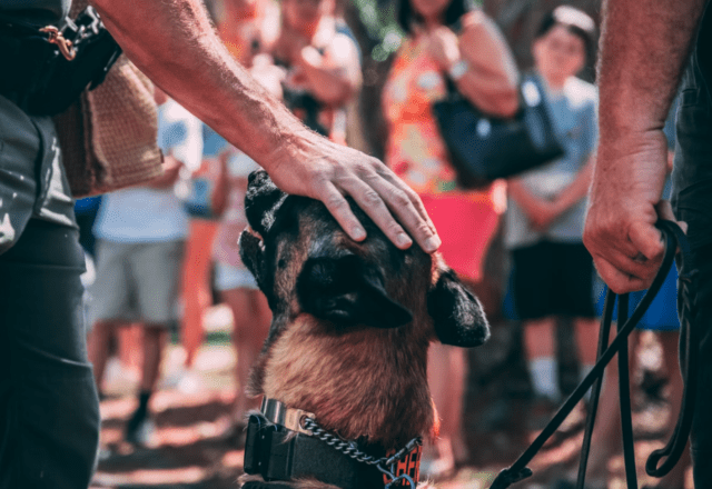 police K9