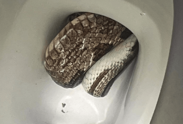 snake