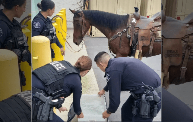 horseback ridder arrested DUI