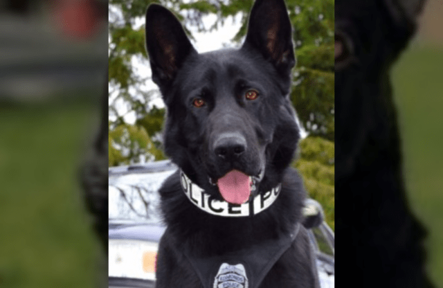 K9 Hobbs