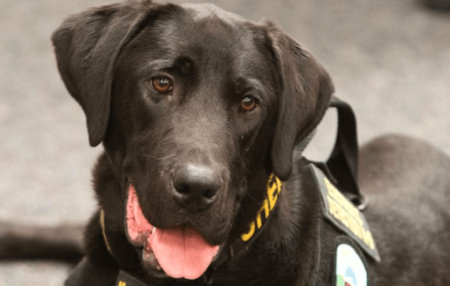 K9 URL