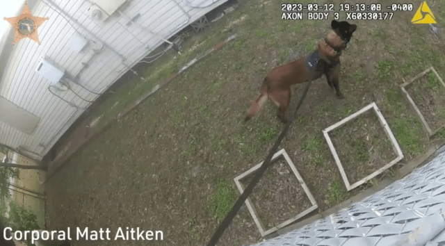K9 Taco