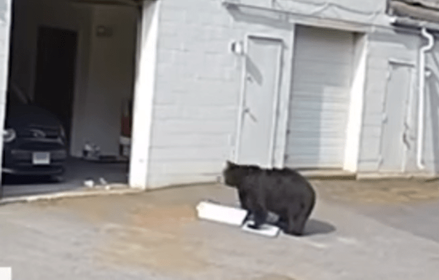 black bear