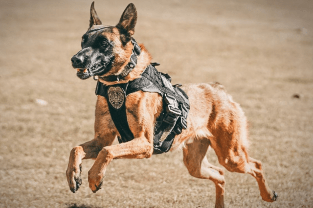 K9 Chase