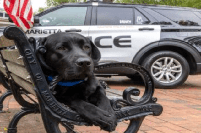K9 Barney