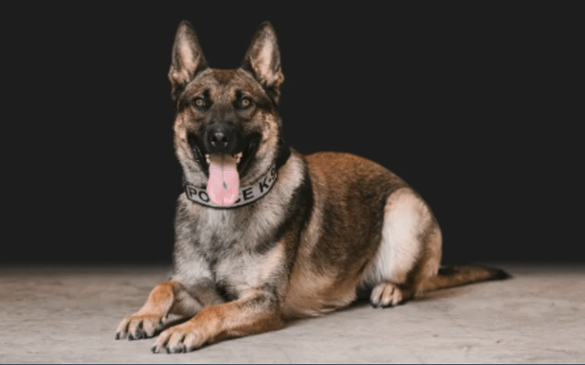K9 Eunice