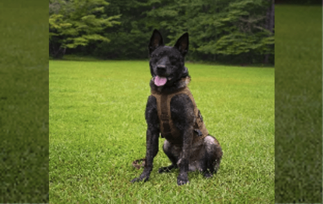 K9 Rico