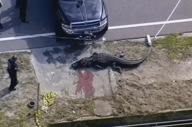alligator