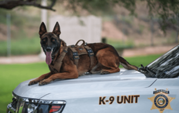 K9 Kenzo