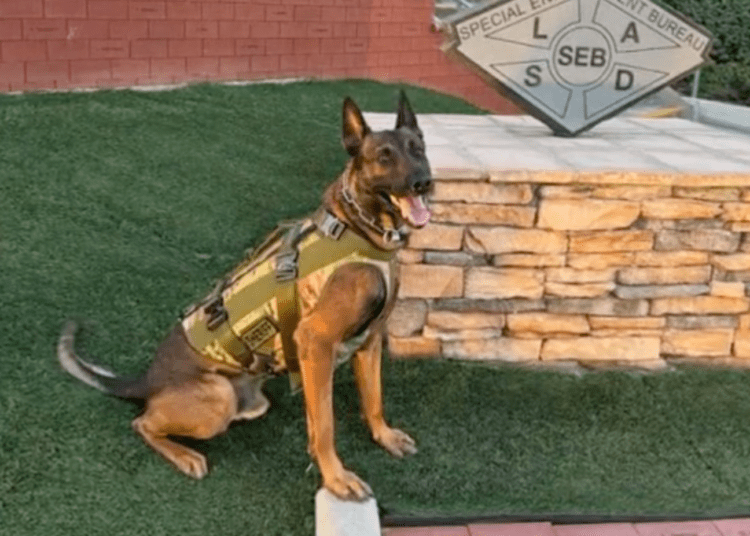 LASD K9