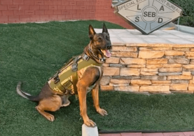 LASD K9