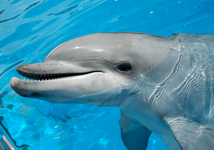 bottlenose dolphin