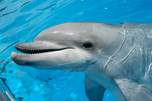 bottlenose dolphin