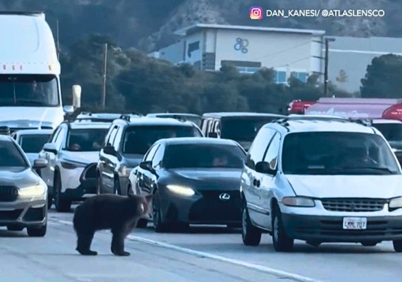 black bear