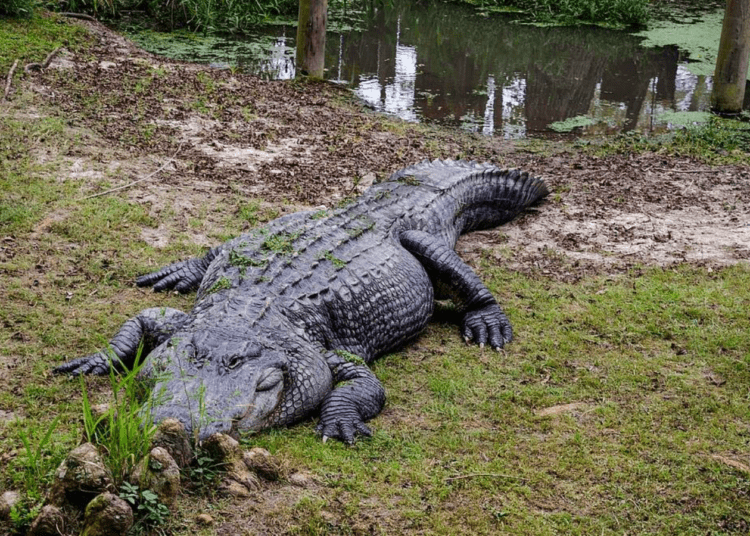 alligator