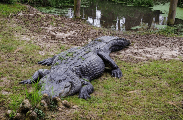 alligator