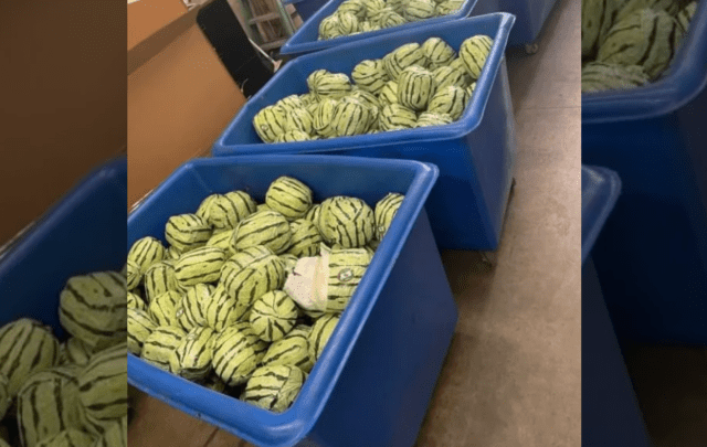 melons
