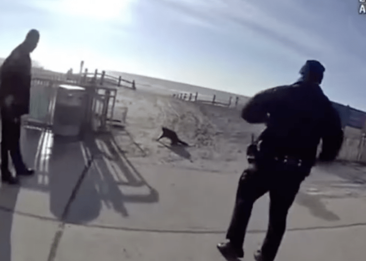 Raccoon NYPD