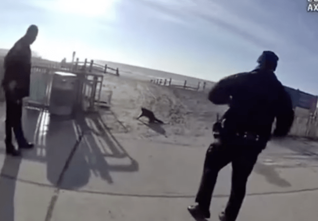 Raccoon NYPD
