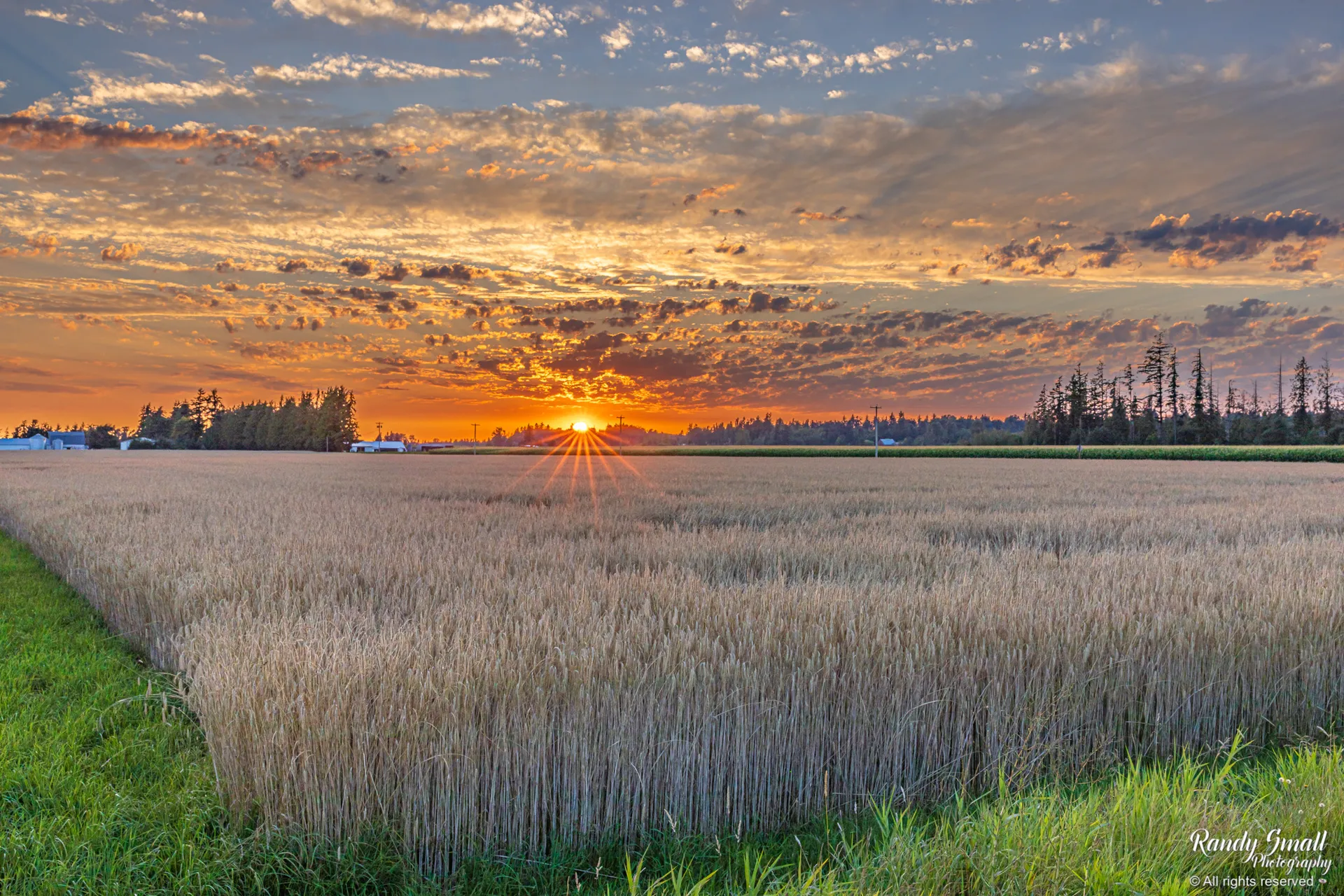 Rye on the Farm