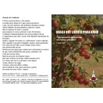 418 – Folheto sobre Graça de Deus capa