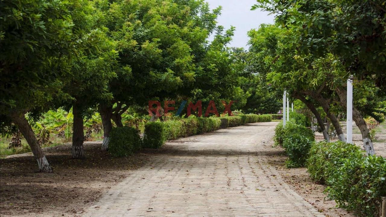 Venta De Lotes En Condominio De Campo Mala Cañete — foto 4