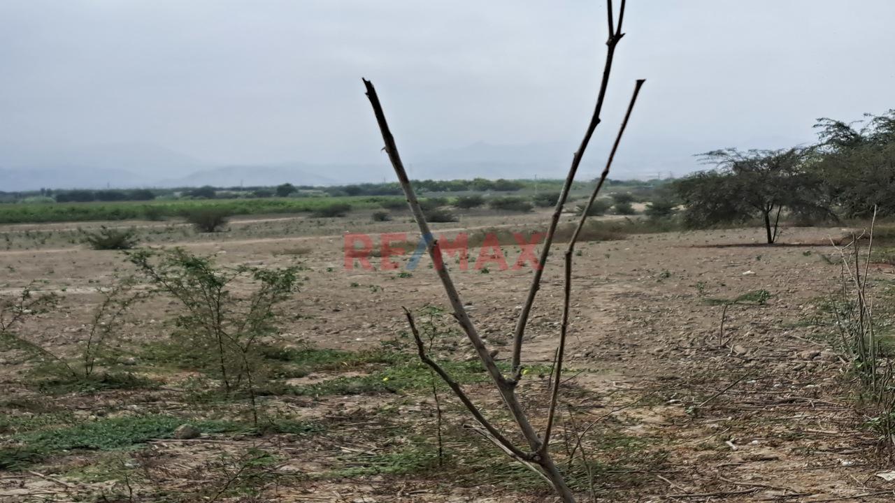Se Vende Predio Rural “La Ponderosa” Distrito De “El Carmen” Provincia De “Chincha” Departamento De Ica - 7