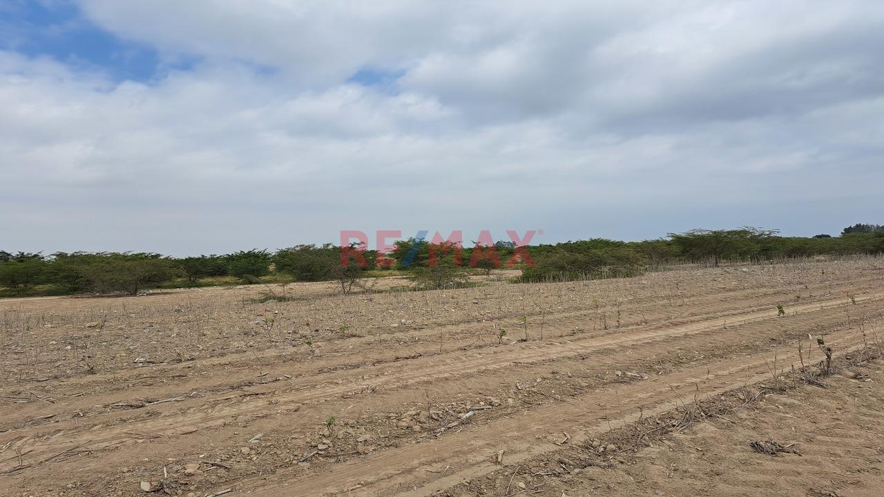 Se Vende Predio Rural “La Ponderosa” Distrito De “El Carmen” Provincia De “Chincha” Departamento De Ica - 4