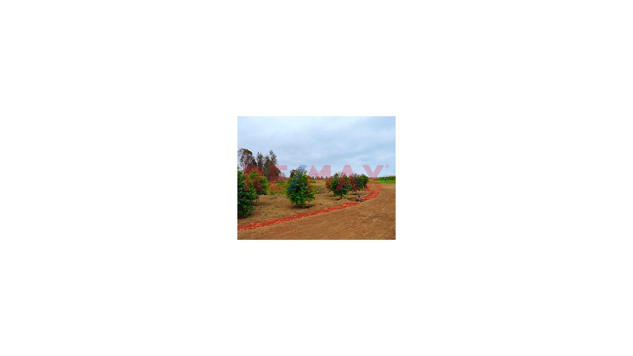 Exclusivo Terreno En Condominio 1,001.80 M2. Cerro Azul – Cañete. - 9