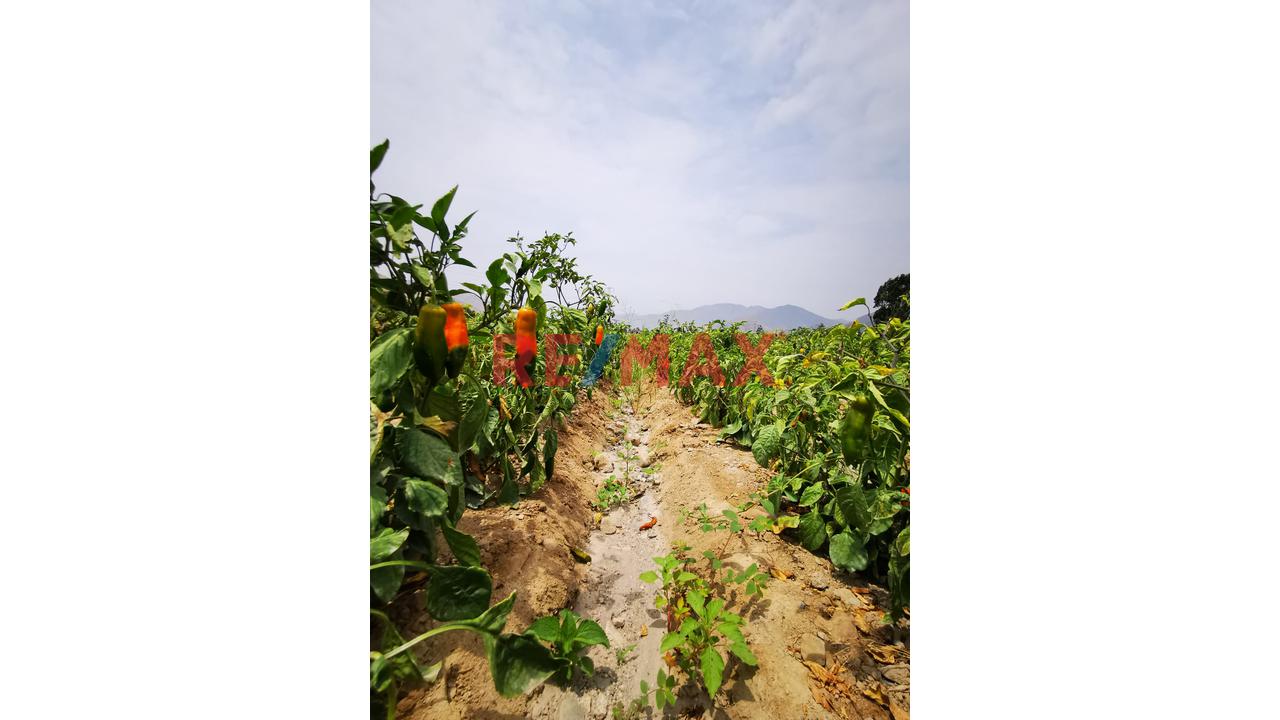 Venta De Terreno Z A - Agricola/Granjas/Actividades Turisticas - 6