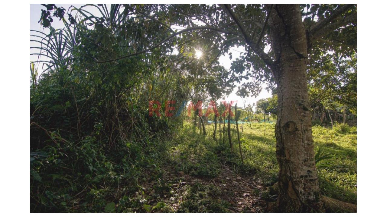 Vendo Terreno De 9 Hectáreas Con 444M2 En El Mismo Moyobamba - 13